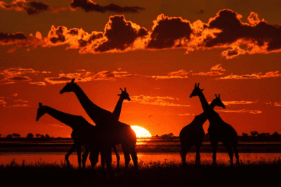 best places to go on safari